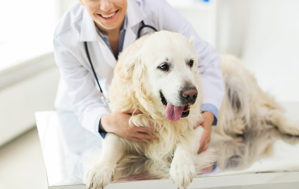 Routine Veterinary Care